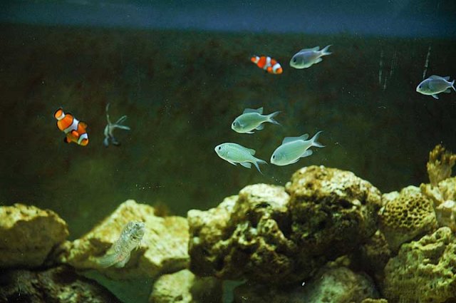 fish-family.jpg