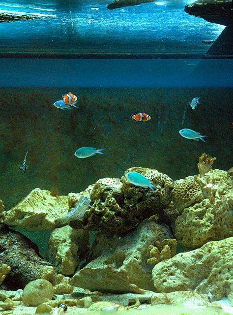 fish-family2.jpg