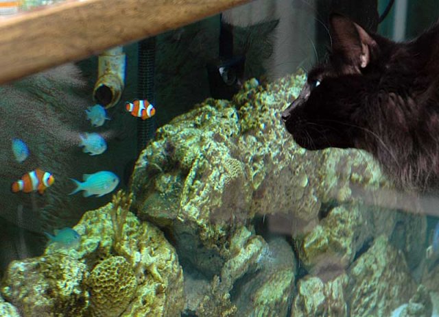 sam-and-fish.jpg