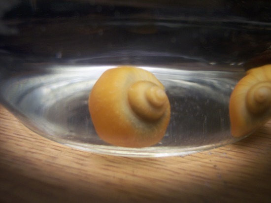 Snails 002.jpg