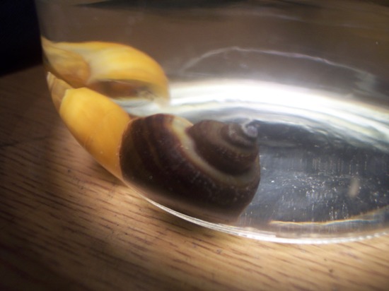 Snails 003.jpg
