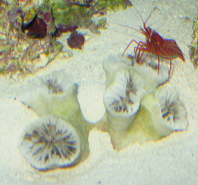 torchshrimp.jpg