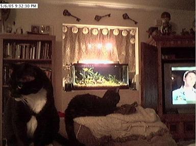 cat.JPG