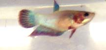 betta.jpg