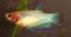 betta4.jpg