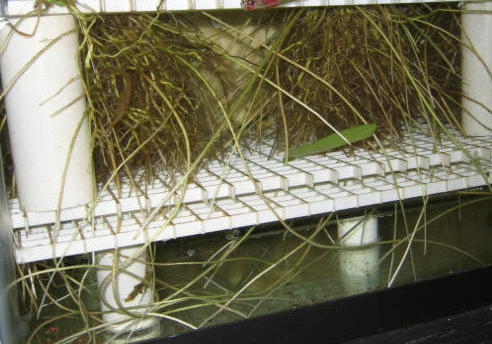 5-8 root system.jpg