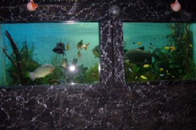 Fishtank12.JPG