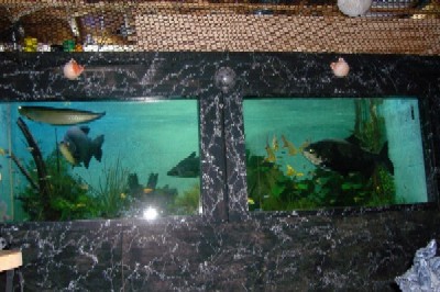 Fishtank13.JPG