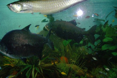 Pacus.Arrowana.JPG