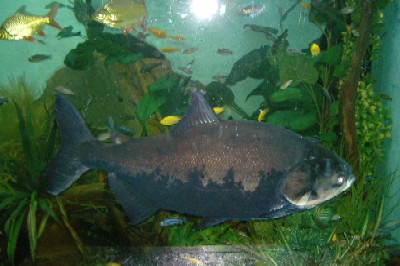 Pacu16.JPG