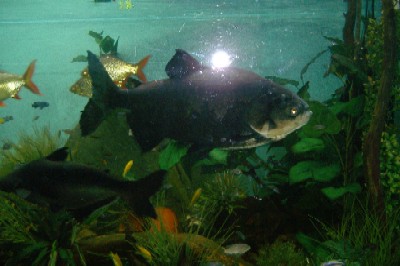 Pacu17.JPG