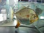 M.Rubripinnis.JPG