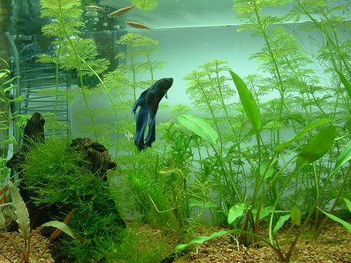 betta april29.JPG