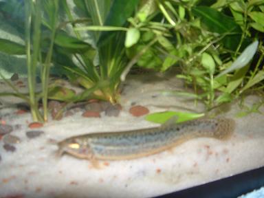 weather loach.JPG