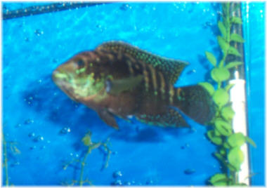 Jack Dempsey.jpg