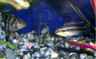 Ciclid and Convict.jpg