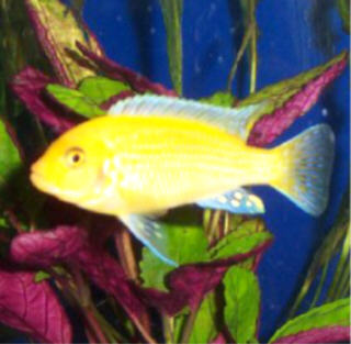 Yellow Ciclid.jpg