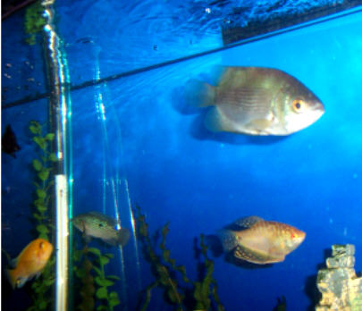 Large Kissing Fish.jpg