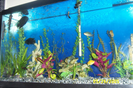 Misc Fish View.jpg