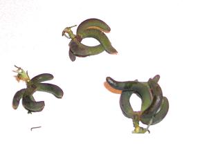 bananas.JPG