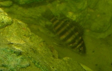 Mayan Chiclid2.JPG
