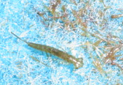 DSC00528.JPG