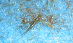 DSC00531.JPG
