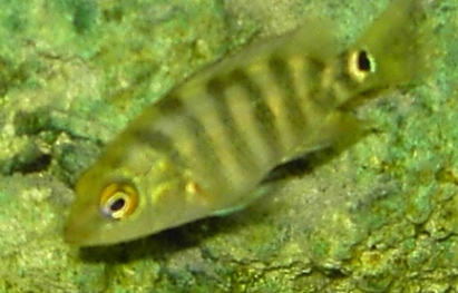 unknown1.JPG