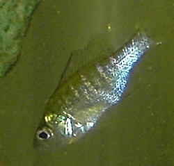 unknown2.JPG