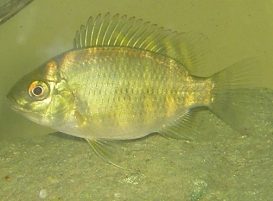 tilapia buttikoferi.JPG