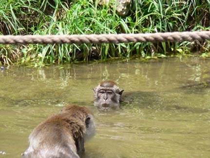 monkey2.jpg monkey2.jpg