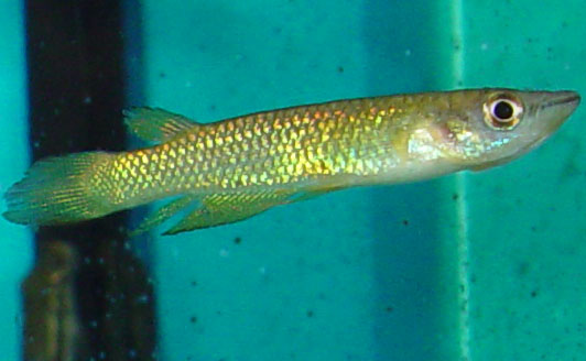 Fishy.jpg