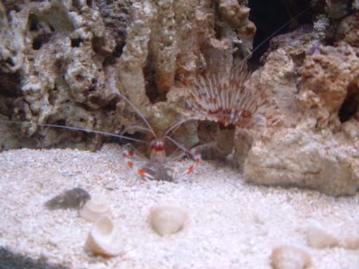 cora shrimp.JPG