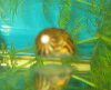 snail.jpg