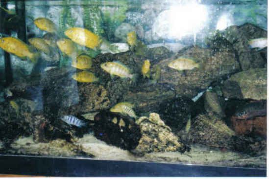 mixed tank.jpg