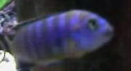 malefish (2).jpg