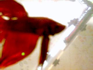 betta1.jpg