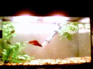 betta3.jpg