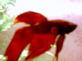 betta4.jpg