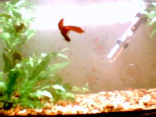 betta5.jpg