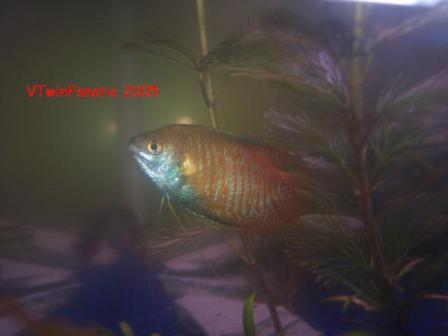 Dwarf Gourami_4.JPG