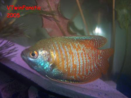 Dwarf Gourami_5.JPG