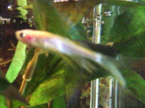 Danio pic.JPG