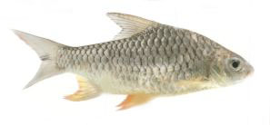 barbus.jpg