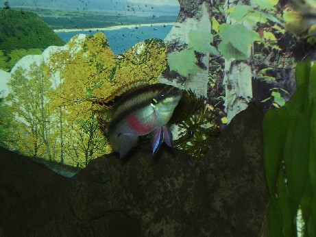 fish stuff 004.jpg