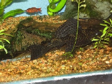 fish stuff 006.jpg