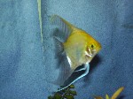 fish stuff 001.jpg