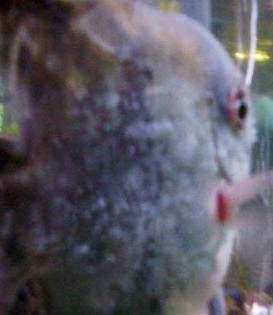 fish.jpg