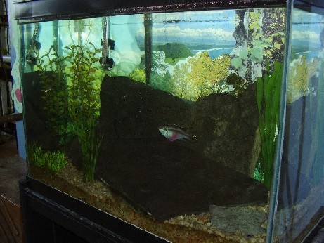 20gallon.jpg