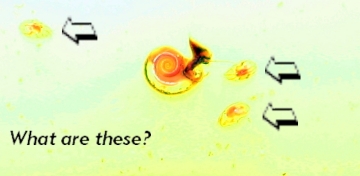 WhatAreThey-001.jpg WhatAreThey-001.jpg